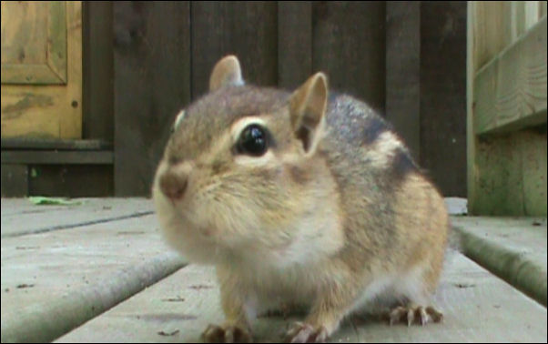 Chipmunk